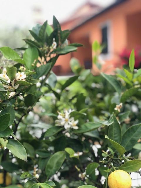 Apartamento Il Giardino Delle Rose Spello Exterior foto